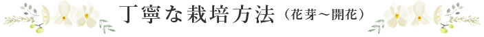 丁寧な栽培方法（花芽〜開花）