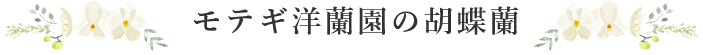 モテギ洋蘭園の胡蝶蘭